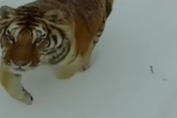 EKSTREMNE KOLIČINE SNEGA: Sibirski tigar je ugrožena vrsta, a zbog ovoga im preti dodatna opasnost