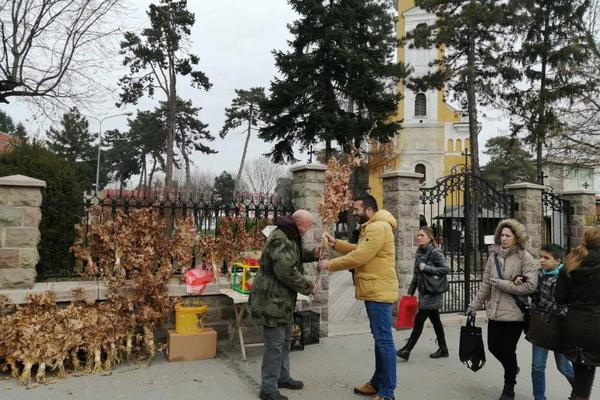 BADNJAČAR BELI NIKADA NE VRAĆA KUSUR, A SVI GA VOLE! Tvrdi da novac od prodaje BADNJAKA donosi najbolji berićet!