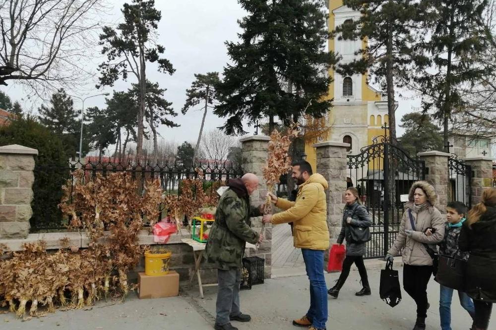 BADNJAČAR BELI NIKADA NE VRAĆA KUSUR, A SVI GA VOLE! Tvrdi da novac od prodaje BADNJAKA donosi najbolji berićet!