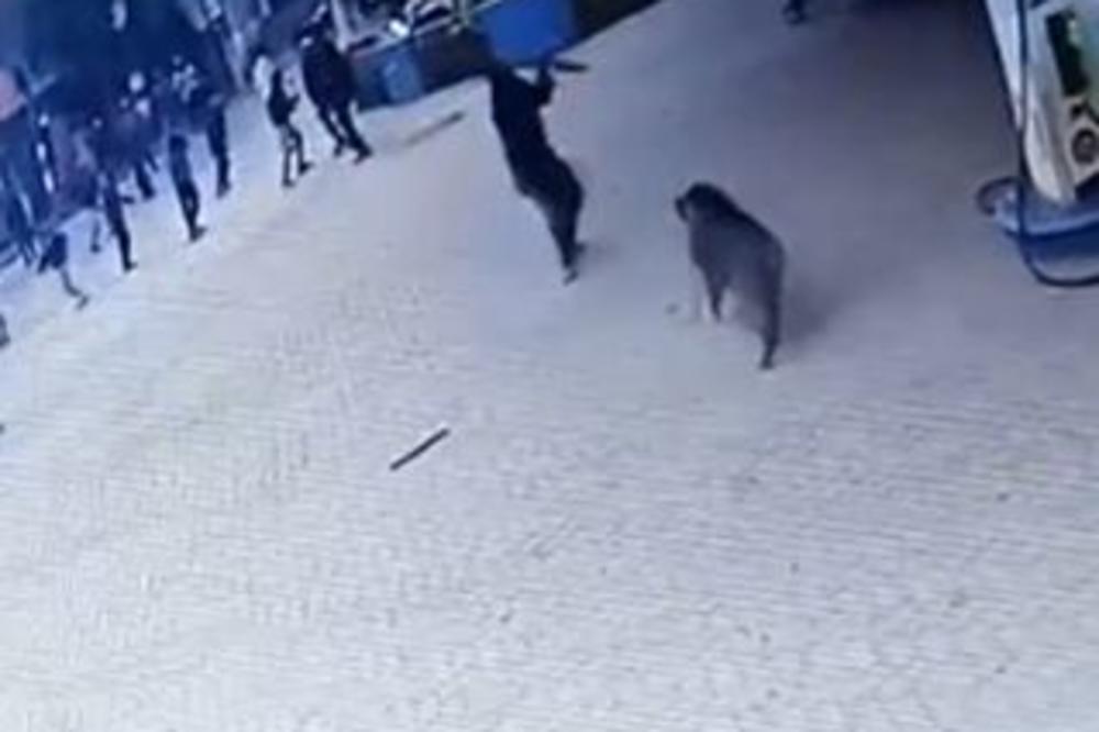 DIVLJI VEPAR OTVARAO LJUDIMA UTROBE! Sve je snimljeno, ovo je UŽAS! (VIDEO)
