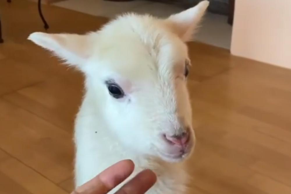 OVAKAV POKLON ZA BOŽIĆ SIGURNO NISTE VIDELI: Bojana Ristivojević dobila najslađe biće - PRESLATKO JAGNJE!