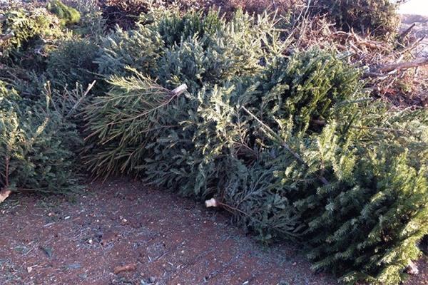HRVATI MASOVNO BACALI JELKE DA NEKO NE BI POMISLIO DA SU SRBI! Pa ovo je NAJVEĆI HIT!