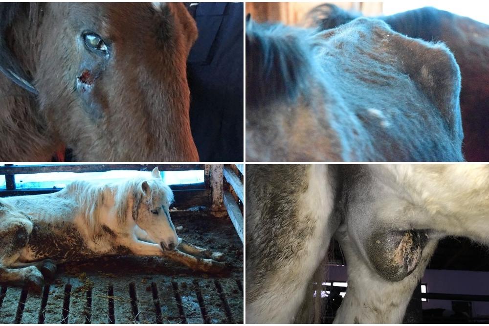 19 IZMUČENIH KONJA ĆE UGINUTI UKOLIKO IM NE POMOGNEMO! Švercovani su preko Kosova, a AZIL moli za POMOĆ