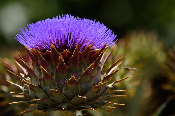 PRIRODNI I MOĆNI LEK ZA ORGANIZAM: Saznajte kako artičoka pozitivno utiče na vaše zdravlje!