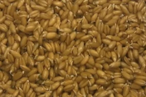 RECEPT ZA SAVRŠENO SLAVSKO ŽITO: 2 sastojka su KLJUČ USPEHA (RECEPT)