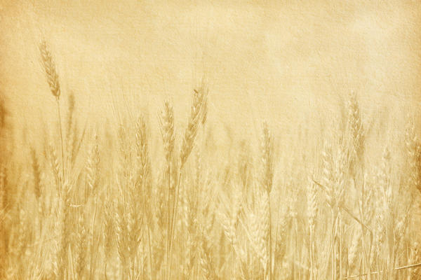 NEVEROVATNA PROIZVODNJA OVE GODINE: Pogledajte za koliko je bolja ova godina za poljuprivredu u odnosu na prošlu