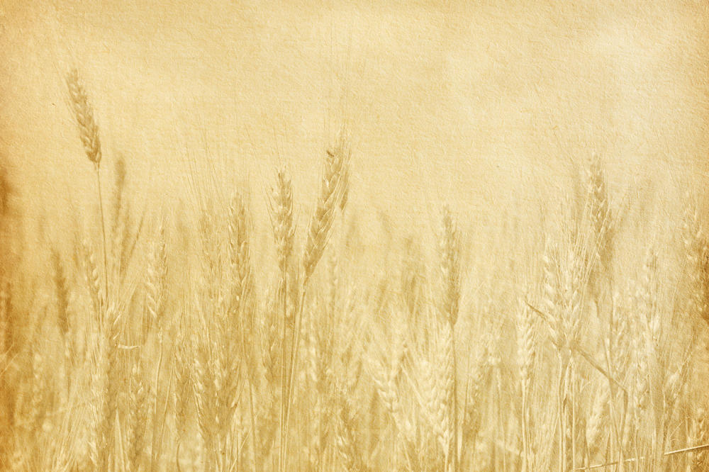 NEVEROVATNA PROIZVODNJA OVE GODINE: Pogledajte za koliko je bolja ova godina za poljuprivredu u odnosu na prošlu