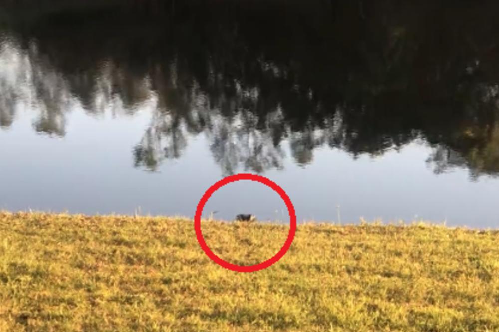 ŠETAO JE PO DVORIŠTU, A ONDA JE VIDEO DA GA NEŠTO POSMATRA: Koliko se samo uplašio ovaj čovek! (VIDEO)