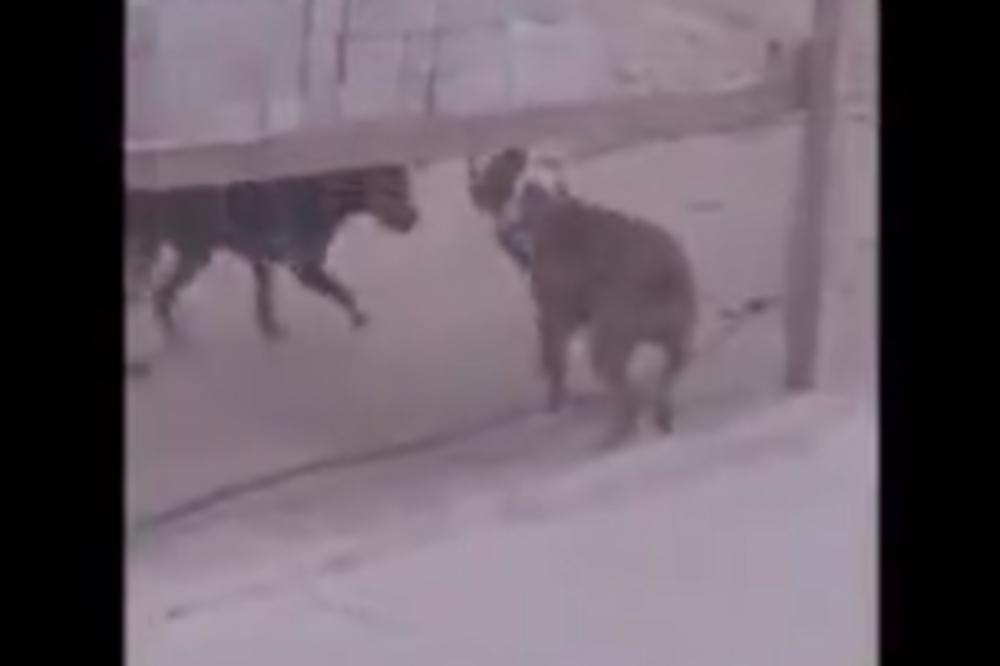 PAS UDARIO PSA LOPATOM PO GLAVI! Da! (VIDEO)