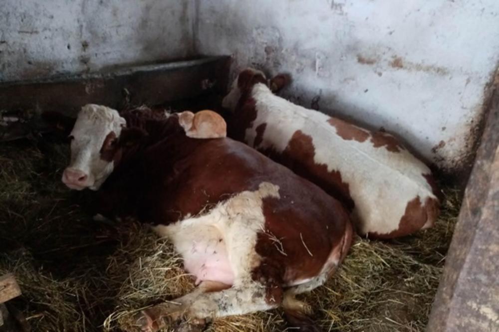 U ŠTALI PORODICE MIJAILOVIĆ RODILO SE NEOBIČNO PRIJATELJSTVO: Mačka Cica ne odvaja se od krave Ruže (FOTO)