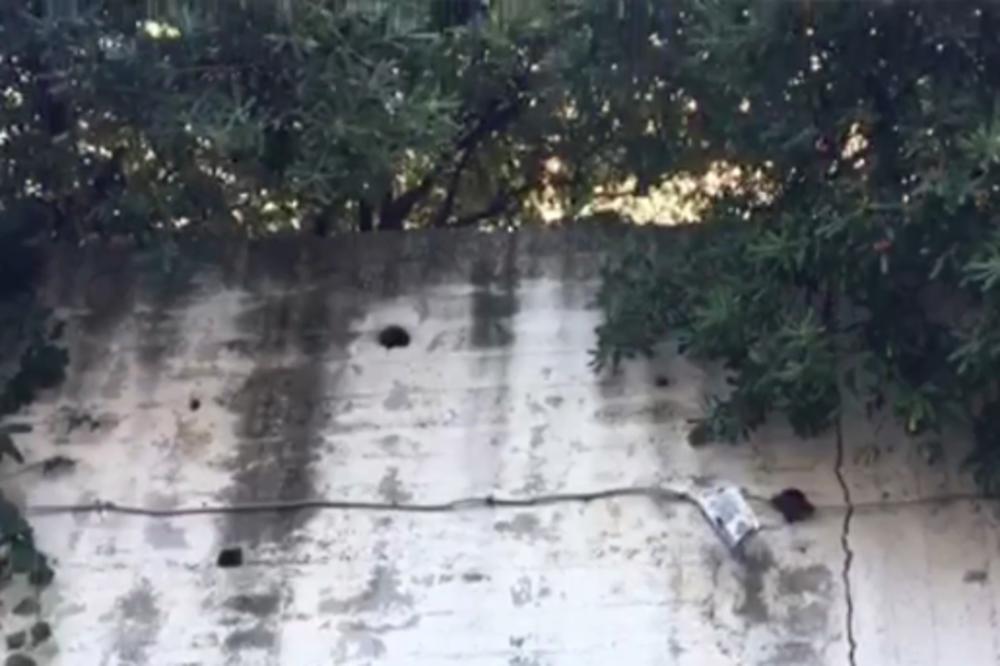 PAR IZGUBIO RAVNOTEŽU, PA PALI SA ZIDA VISOKOG 3 METRA! Oboje su u ŽIVOTNOJ OPASNOSTI