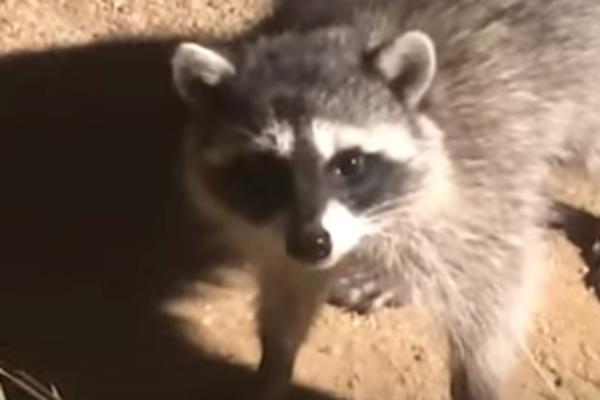 INVAZIJA RAKUNA NA BELU KUĆU! Novinar dva puta ušao u okršaj sa krznenom životinjicom! (VIDEO)