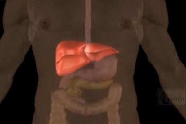 OVO JE NETIPIČNI SIMPTOM MASNE JETRE: Organ može da vam STRADA U SEKUNDI, doktori upozoravaju na opasnost
