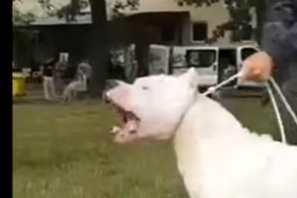 UŽAS, TRI ARGENTINSKE DOGE NAPALE KRAVU TAJČI I ZAKLALE JE! Strašan incident kod Splita!