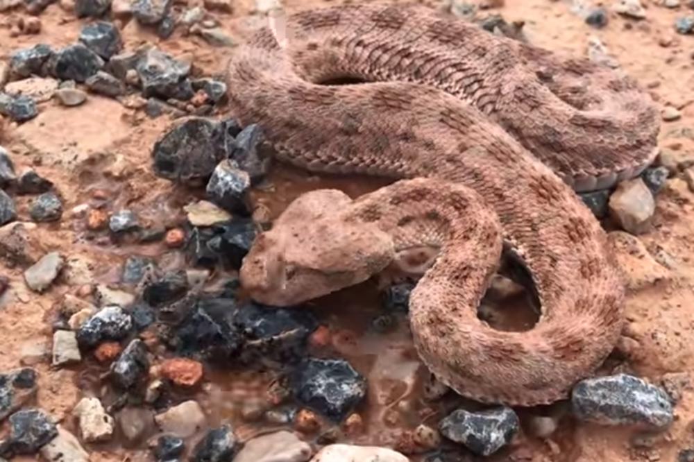 NAIŠAO JE NA ZMIJU OTROVNICU KOJA JE DEHIDRIRALA: Ovo je njena reakcija nakon što joj je dao da PIJE VODU! (VIDEO)
