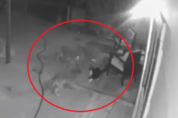 MAČKU SU OKRUŽILA TRI KOJOTA: Rasplet ove borbe niko nije očekivao (VIDEO)