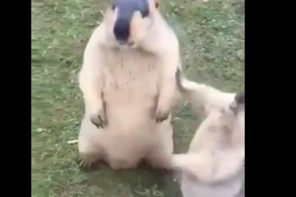 OVO ĆE VAM ULEPŠATI DAN: Grupa MRMOTA je mnoge podsetila na SRBE U PROVODU, pogledajte zašto (VIDEO)