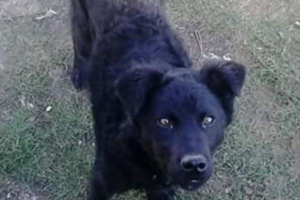 MONSTRUOZNO, SAMO MU JE ODJEDNOM PREREZAO VRAT! Otišao na roštilj sa kumom pa mu ZAKLAO PSA! (FOTO)