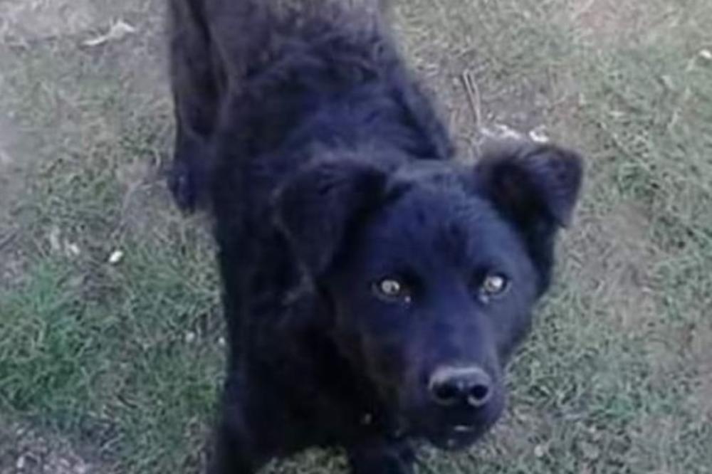 MONSTRUOZNO, SAMO MU JE ODJEDNOM PREREZAO VRAT! Otišao na roštilj sa kumom pa mu ZAKLAO PSA! (FOTO)