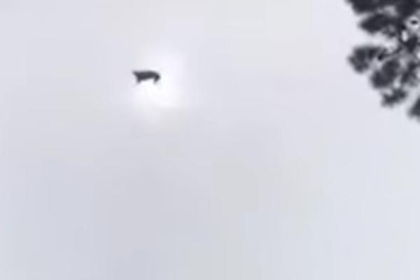 MORBIDNA ŠALA: Bogatašu UBACILI SVINJU u BAZEN, a njegova reakcija je PRAVI HIT (VIDEO)