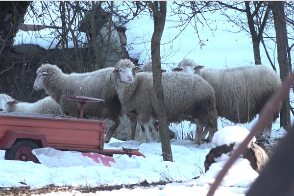 DOMAĆE ŽIVOTINJE VIŠE NEĆETE MOĆI DA VIĐATE U PROLAZU! Na Zlatiboru su ih već izmestili, a ovo je RAZLOG! (FOTO)