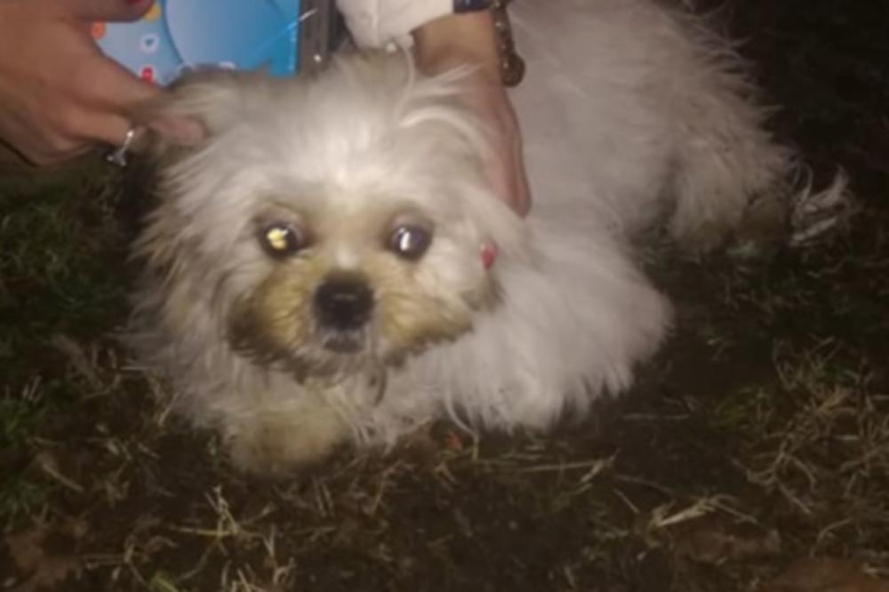 STRAVIČNA SCENA NA ČUKARICI KOD CRKVE! Psa udario autobus, MOLIMO VLASNIKA DA SE HITNO JAVI! (FOTO)