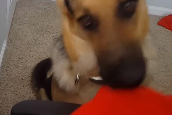 PAS JOJ JE LIZAO NOGE! Par dana kasnije, žena završila u bolnici, vezana za invalidska kolica, DOKTORI U ŠOKU!