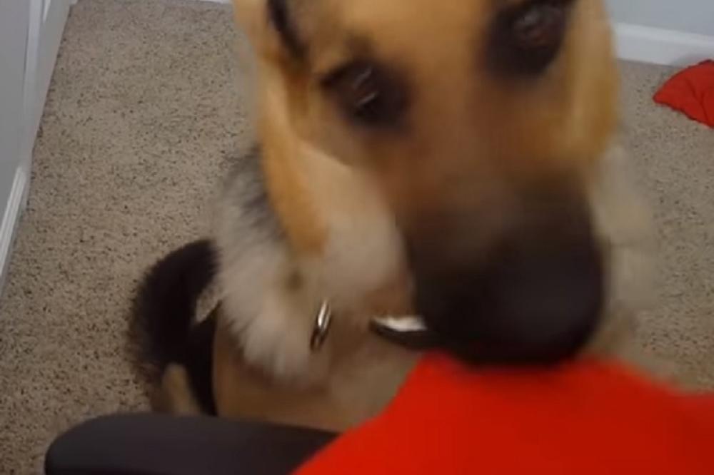 PAS JOJ JE LIZAO NOGE! Par dana kasnije, žena završila u bolnici, vezana za invalidska kolica, DOKTORI U ŠOKU!