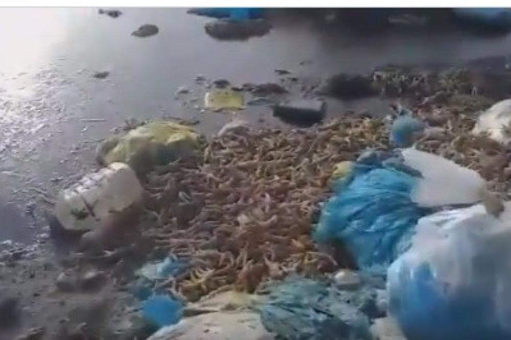 BIBLIJSKI UŽAS U SRPSKOM SELU! Svuda se širi zadah TRULEŽI, SMRTI I BOLESTI (VIDEO)