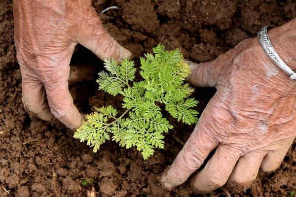 OVA BILJKA JE NAJEFIKASNIJA U BORBI PROTIV KORONE: Mnogi ne znaju njenu NAMENU, misle da je KOROV!
