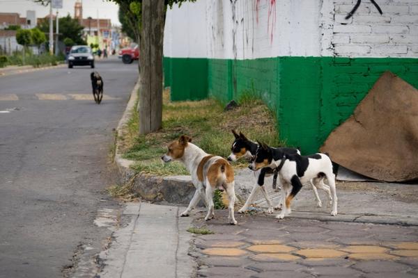 PSI LUTALICE RASTRGLI 10 OVACA PREKO NOĆI: Meštanin iz sela kod Čačka zatekao JEZIV PRIZOR!