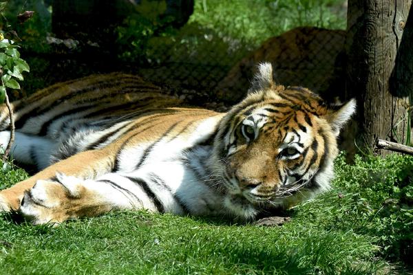 STRAVA I UŽAS U INDONEZIJI! Pobegla dva tigra iz Zoo Vrta, ima žrtava!