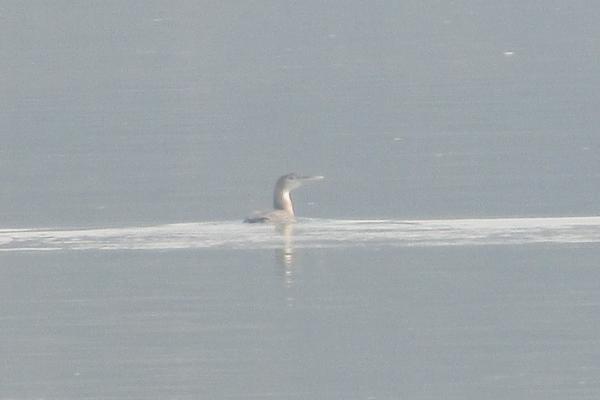 PTIČIJI GRIP SE VRATIO, A MRTVI LABUDOVI SU DOKAZ!? Nove mere donete, OVDE NIKAKO NE SMETE DA IDETE