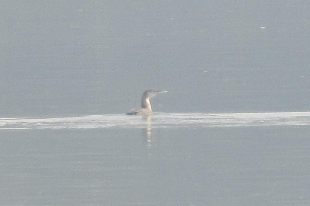 PTIČIJI GRIP SE VRATIO, A MRTVI LABUDOVI SU DOKAZ!? Nove mere donete, OVDE NIKAKO NE SMETE DA IDETE