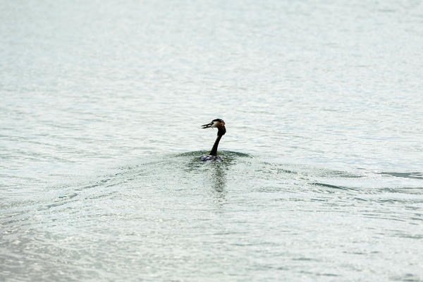U SRBIJU JE DOŠLA PRICA IZ AZIJE: U poslednjih 5 godina registrovano je 10 novih vrsta