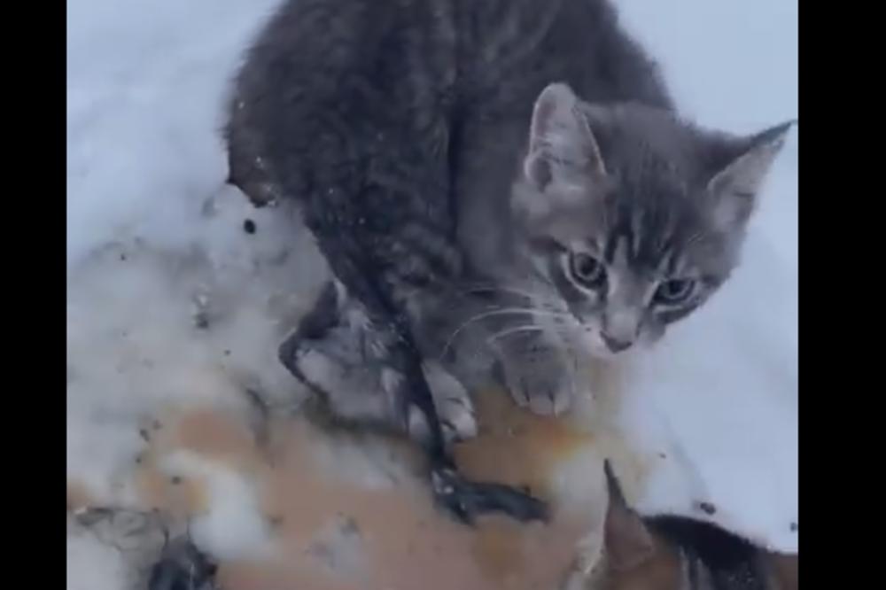 MLADIĆ JE POLIO MAČIĆE VRELOM KAFOM, ALI JE ZA TO IMAO DOBAR RAZLOG! Za mnoge je postao HEROJ (VIDEO)