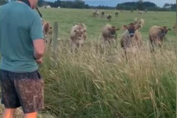 REŠIO JE DA ZASVIRA SAKSOFON ISPRED KRAVA: Reakcija životinja bila je MAGIČNA - ovo je scena za PAMĆENJE (VIDEO)