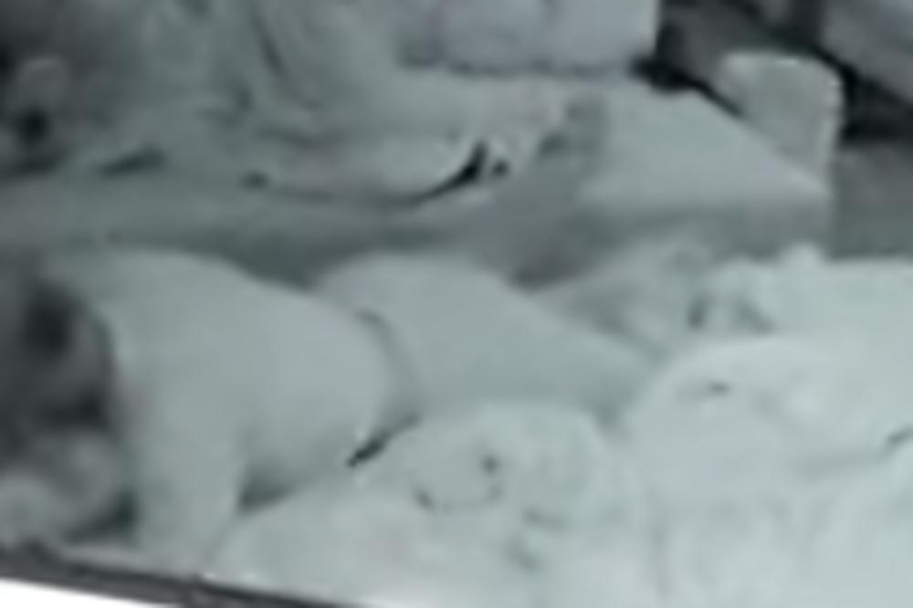 MILJANA KIDALA DUŠEK I PROBIJALA ZID VRELOM AKCIJOM SA BEBICOM: Uleteo i ZOLA pa počeo da radi GADOSTI!