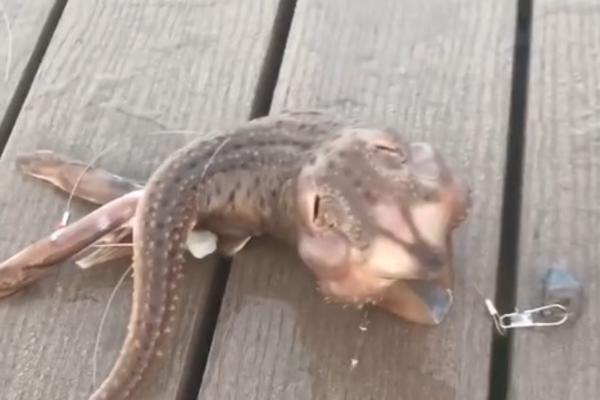 ŠTA JE, BRE, OVO, LJUDI?! Pecaroš je ULOVIO stvorenje koje NIKO nije PREPOZNAO, ovo je NEVIĐENO! (VIDEO)