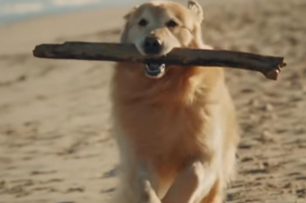 ŠETANJE KUĆNIH LJUBIMACA NIJE DOZVOLJENO VEČERAS: Evo kada tačno smete da izvedete psa i pod kojim pravilima