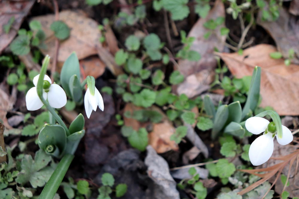 PROLEĆE JE STIGLO U SRBIJU! 1. februar i 18 stepeni U PLUSU RASCVETALI SU VISIBABE (FOTO)