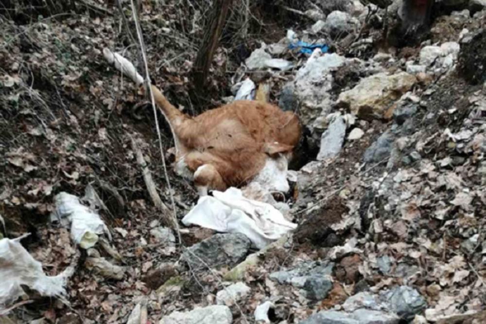 VALJEVOM SE ŠIRI NEPODNOŠLJIV SMRAD! Mrtva junica i prasići su bačeni u potok, a sada lutalice raznose TRULO MESO!