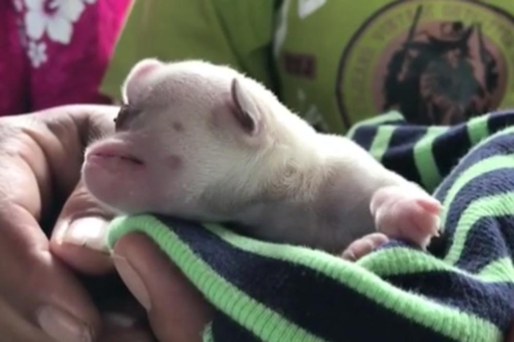 ŠTA SE OVO RODILO NA TAJLANDU? Čudno biće zaprepastilo celo selo (VIDEO)