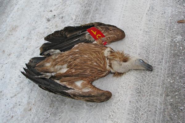 KAKVA TUGA, NASTRADAO I IGOR POSLE DOBRILE! Užasan kraj za pticu koja je bila SIMBOL SRBIJE! (FOTO)