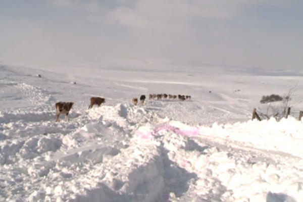 SNEŽNA OLUJA BESNI U SRBIJI: U ovim mestima je ALARMANTNO, pogledajte PRIZORE IZ CELE ZEMLJE (FOTO)