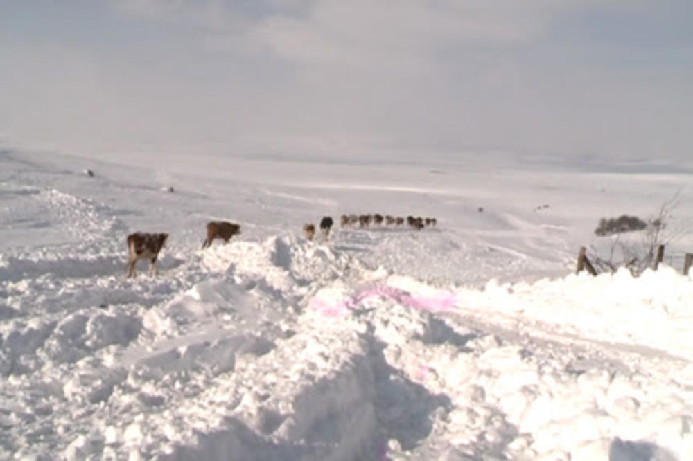 SNEŽNA OLUJA BESNI U SRBIJI: U ovim mestima je ALARMANTNO, pogledajte PRIZORE IZ CELE ZEMLJE (FOTO)