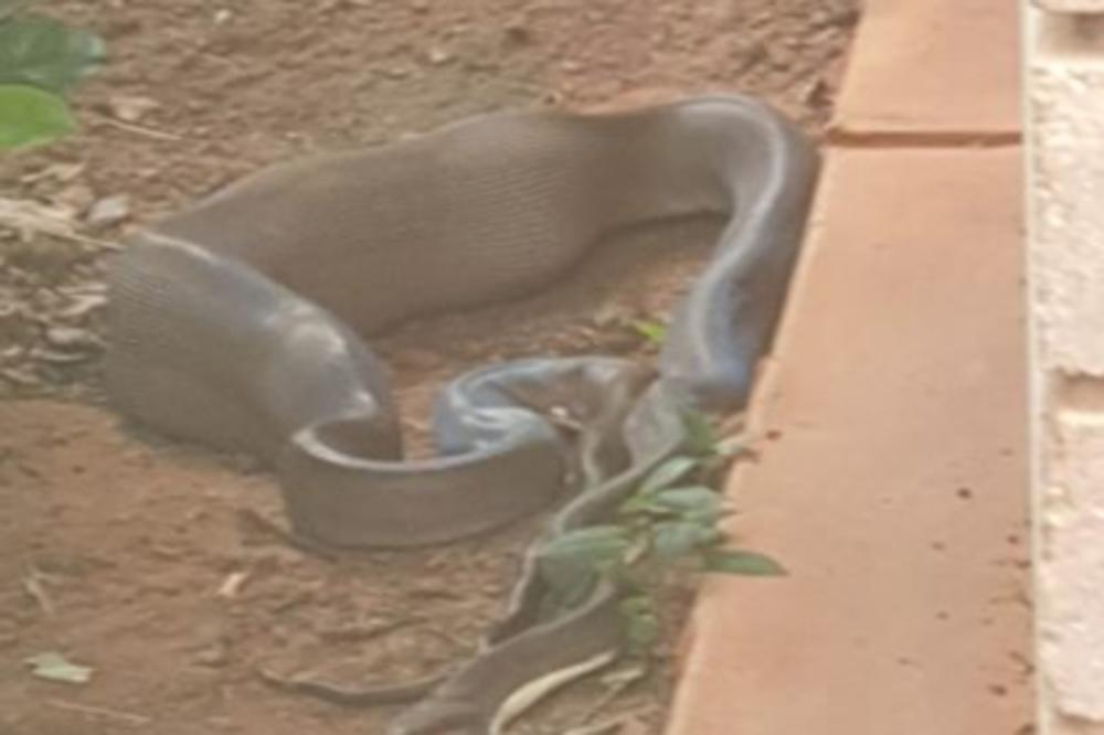 JEDNA OD NAJOTROVNIJIH ZMIJA BILA JOJ JE U BAŠTI: Dok je pomoć stigla, nešto ju je pojelo, ŠOK KAD JE SHVATILA ŠTA!