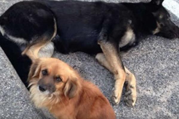 PAS LUTALICA NIJE ŽELEO DA NAPUSTI PREGAŽENOG DRUGA: Kad su ih odveli veterinaru, usledilo je još veće IZNENAĐENJE