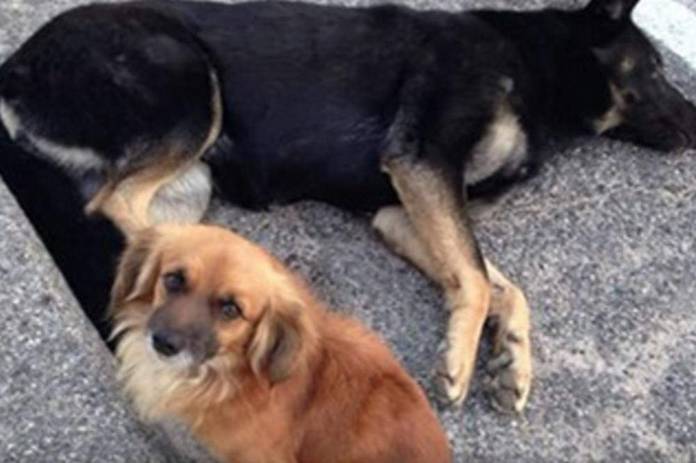 PAS LUTALICA NIJE ŽELEO DA NAPUSTI PREGAŽENOG DRUGA: Kad su ih odveli veterinaru, usledilo je još veće IZNENAĐENJE