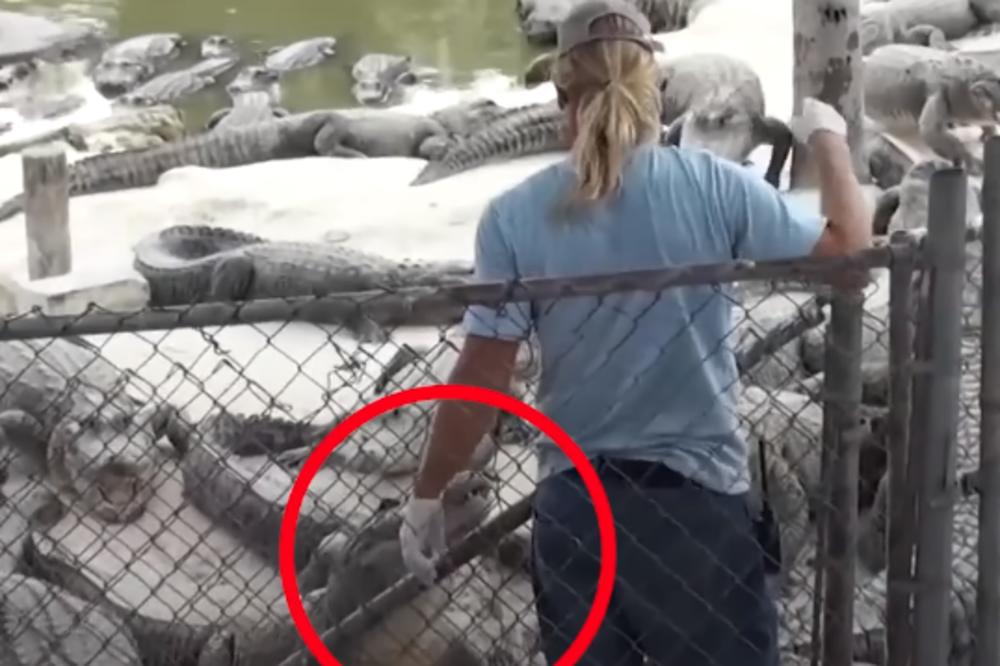 HRANIO JE GLADNE KROKODILE A ONDA JE NASTAO HOROR NAOČIGLED SVIH: Video gledajte na sopstvenu odgovornost!